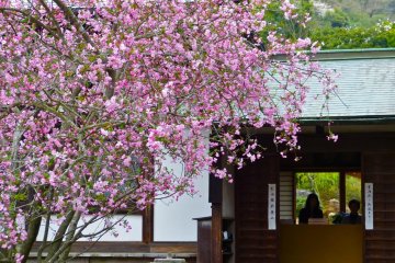 Crabapple flowers in full bloom