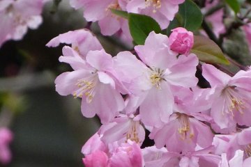 Gorgeous crabapple!