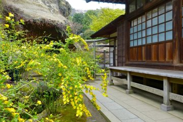 Karria flowers next to the main hall