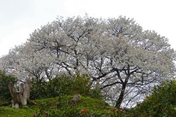Cherry blossoms on the left side hill in the temple