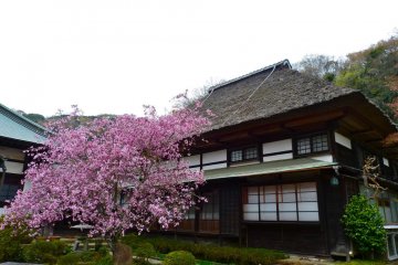 Crabapple tree in front of a thatched-roof house