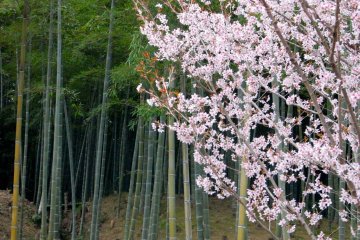 Light pink on green