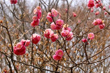 Basking in early bloom glory