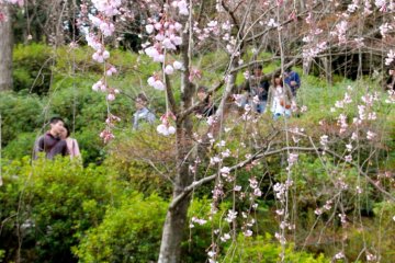 Delighted crowd enjoying spring blossoms