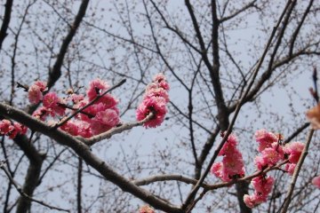 Sakura blossom on blue sky