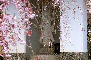 Sakura blossoms veil the Goddess of Compassion