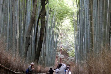 Bamboo Alley