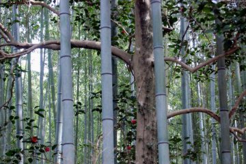 Bamboo bars
