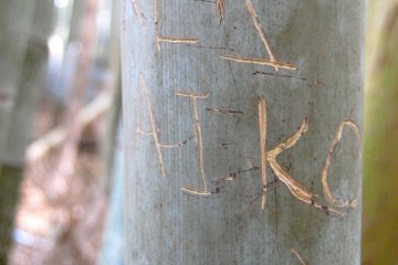 Bamboo love
