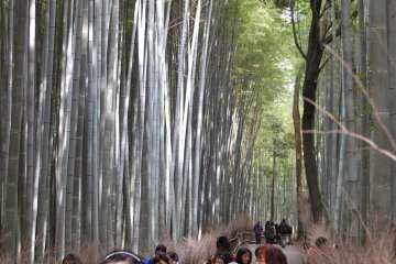 Bamboo gazing