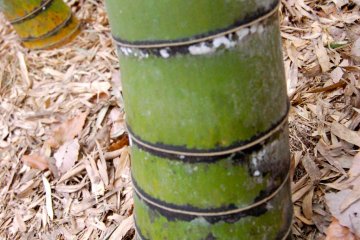 Trunk