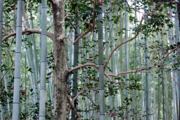 The forest covers 16 square kilometers