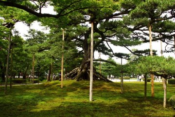 Wooden poles support the weight of this tree's branches, and are a feature in their own right.