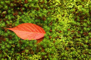 Simplicity: a red leaf lies on a bed of moss.