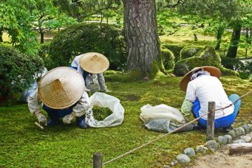Women painstakingly pick weeds from the mossy lawn, shielded from the sun by their large hats.