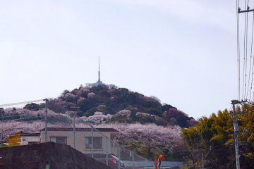 Mt.Ogonzan seen from a distance this time of year has bright patches of pink sakura trees