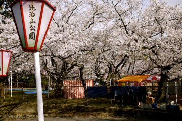 Some areas around Hijiyama are quiet and others have stalls selling food and drink and BGM day and night during Hanami time.