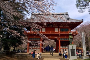 Pintu gerbang Kuil Konjoin dan pohon sakura