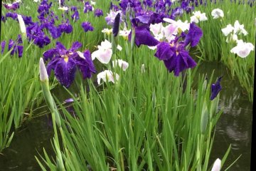 The irises in May
