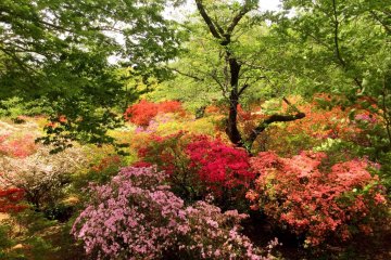 The azalea festival in late April