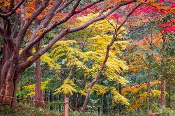 It doesn’t take long before you can see the bright colors!