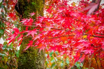  Many of these bright colors are deep red