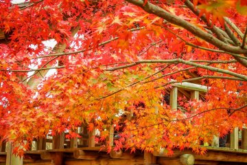 Ohirayama Park’s observation deck covered in a sea of rich autumn foliage
