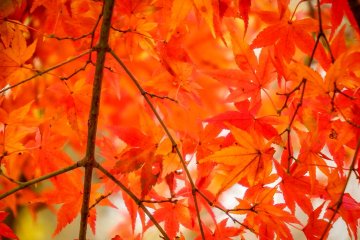 Vibrant colors everywhere you look!