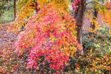  The bright colors as you continue down to Ranzan Valley located along Ohirayama Park’s lower slopes