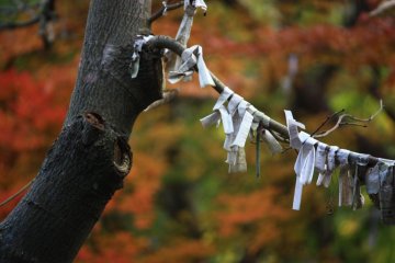 Paper fortunes tied to a tree.