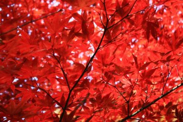 The blazing red leaves of a Japanese maple on the way up.