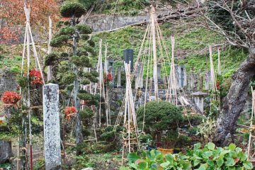 These wooden structures are designed to prevent the coming heavy snowfall from damaging the plants.