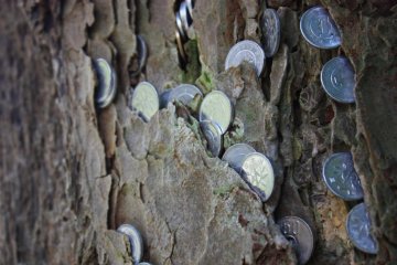 Visitors push coins into the bark of the trees, for luck.