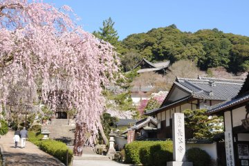 Sakura