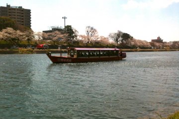 Through the middle of April, boats ply the Yahagi river offering a panorama of sakura.