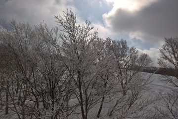 Frosted trees