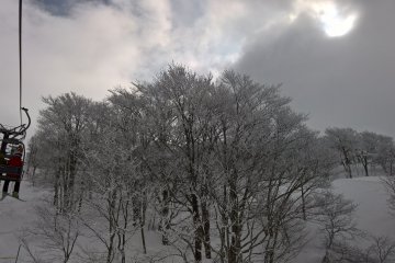 More frosted trees