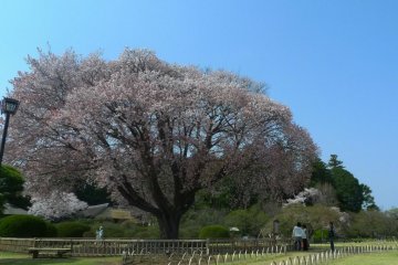 Kairakuen Garden in Spring