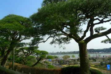 I like how all the trees in Japan are well maintained