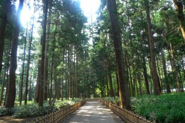 Big trees surround you