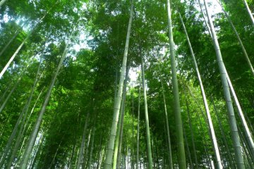 Bamboo trees, reminds me of Arashiyama