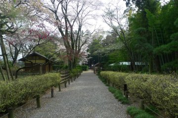 While I was walking this path, the wind was blowing and seeing the cherry blossom petals falling was such a beautiful sight