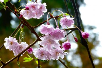 Weeping cherry in the rain