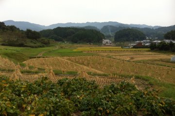 Asuka village