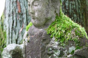 Everything here is covered in moss