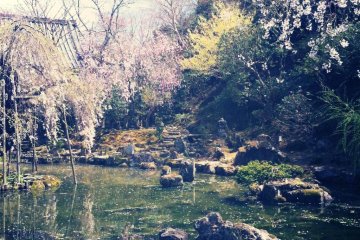 O Mount Yoshino! / I would not leave you, I feel / yet, until your flowers fall / would she wait for me?