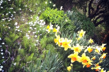 The emergence of flowers herald spring