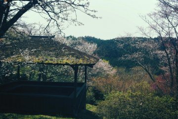 Far in the distance / on lovely Mount Yoshino / cherry blossoms must have opened / for as I gazed / I thought I saw snowdrifts there.