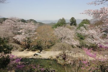 Like the waving sprays / of wisteria boughs / near the swift river at Yoshino / my love for you flows / in no common way.