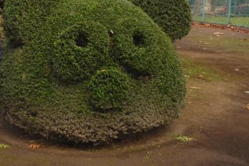 Topiary of a cute panda head